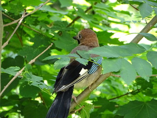 little bird