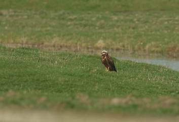 A beautiful Marsh Harrier (Circus aeruginosus) perching on the grass in a meadow.