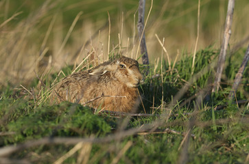 A stunning Brown Hare, Lepus europaeus, feeding in a field in the UK. 