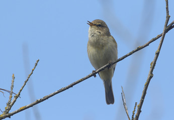 A beautiful singing Chiffchaff, Phylloscopus collybita, perching on a branch in a tree. 