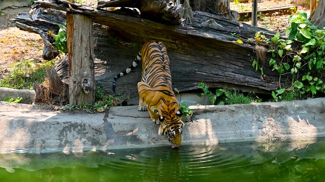 Tiger is eating water video 4k