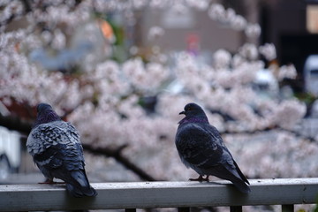 川沿いで桜の花見をする鳩が2羽