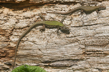 Two beautiful Wall Lizard (Podarcis muralis) basking in the sun on a wooden tree trunk on the isle of Wight.