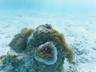 underwater marine life on coral reefs