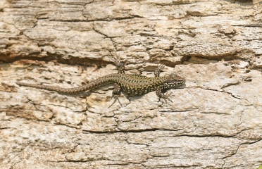A beautiful Wall Lizard (Podarcis muralis) basking in the sun on a tree trunk on the isle of Wight.
