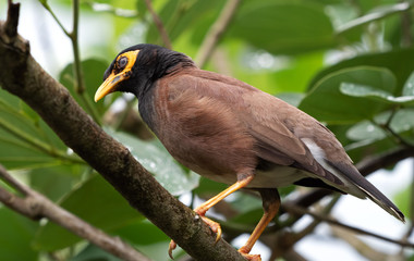 Close up Mynah Bird Perched on a Branch Isolated on Nature Background, Selective Focus at Feather