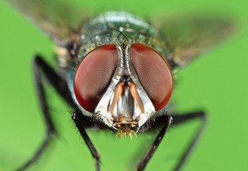 Macro Photo of Head of Blowfly on Green Leaf
