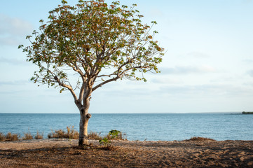 Fototapeta na wymiar Single tree with ocean view behind