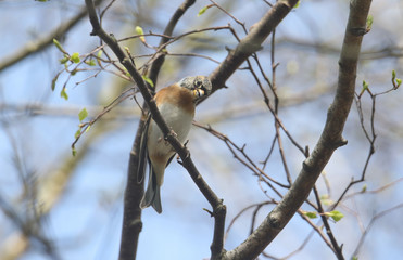 A beautiful male Brambling, Fringilla montifringilla, catching insects high up in a tree in the UK.
