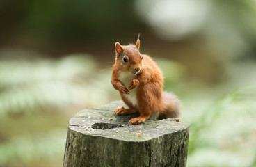 A stunning Red Squirrel (Sciurus vulgaris) sitting on a log in woodland.	