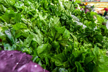 Organic vegetables. Fresh vegetable. Lettuce for making a salad. Salad background.