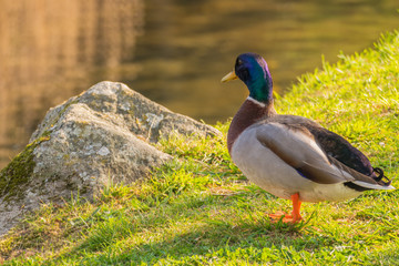 duck on the grass