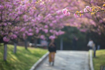 Obraz premium Beautiful Chinese cherry valley, transplanted Japanese cherry blossoms. Romantic natural background.