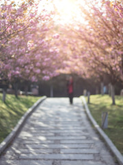 Beautiful Chinese cherry valley, transplanted Japanese cherry blossoms. Romantic natural background.