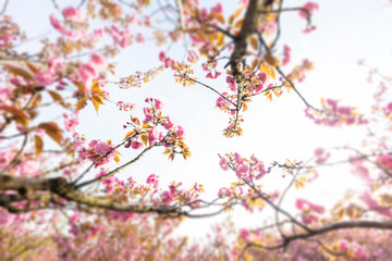 Beautiful Chinese cherry valley, transplanted Japanese cherry blossoms. Romantic natural background.