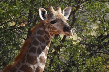 Junge Giraffe im Kgalagadi Transfrontier Nationalpark in Südafrika