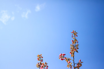 Beautiful Chinese cherry valley, transplanted Japanese cherry blossoms. Romantic natural background.