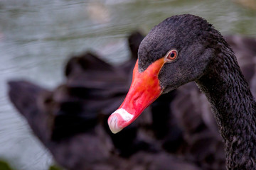  big beautiful water bird black swan portrait