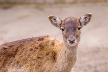  timid artiodactic animal young roe deer portrait