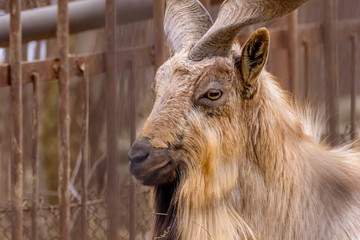  animal mountain goat with beautiful horns in a zoo portrait