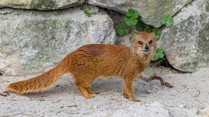 Meerkat, beautiful animal standing, portrait