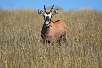 Spießbock Kalb (oryx gazella) im Kgalagadi Transfrontier Nationalpark in Südafrika. 