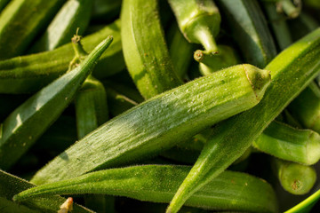 okra or lady's finger, freshly harvested from a organic farm. 