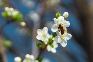 Bee sit on cherry blossom with blue sky, Czech republic