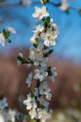 Detail of cherry blossom with blue sky in background, spring time, Czech republic