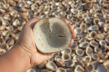 coconut copra inspected by a man before crushing it to extract oil, with sun drying copra's in the background. 