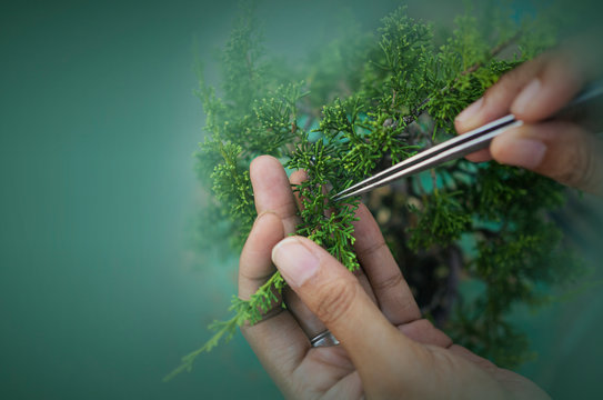 Trimming&pruning Juniper Bonsai Tree