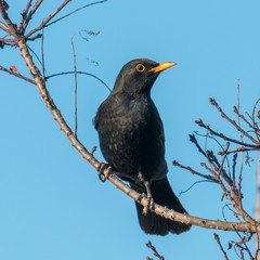 Blackbird male sits on a tree with young shoots