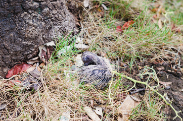 pigeon baby dropped from the nest