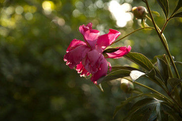 pink peony