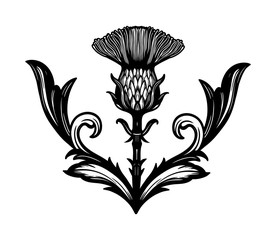 Thistle flower -the Symbol Of Scotland.