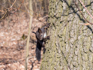 Junges Eichhörnchen im Wald 