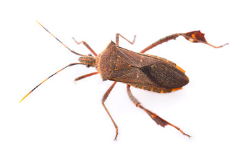 Brown insects isolated on a white background