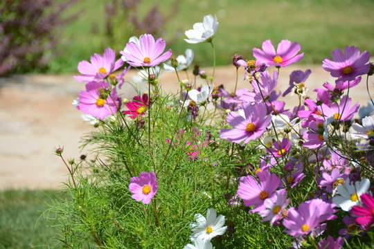 Schmuckk&ouml;rbchen Kosmea Cosmea