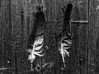 feathers on wooden wall black and white