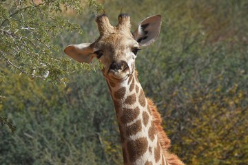 Junge Giraffe im Kgalagadi Transfrontier Nationalpark in Südafrika