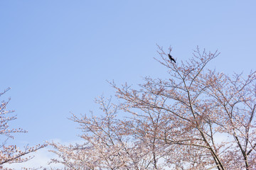cherry trees spring 2019