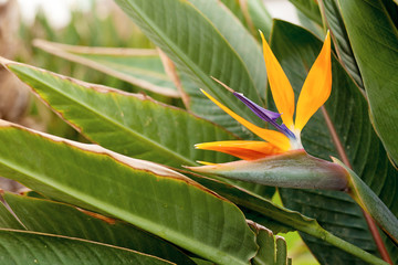 Strelitzia flower on green natural background.