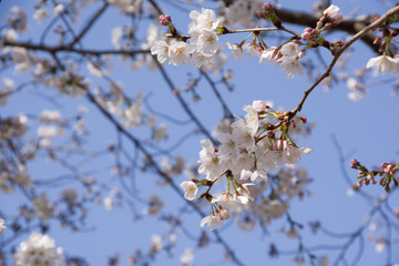 cherry trees spring 2019
