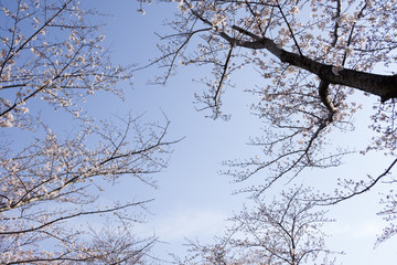 cherry trees spring 2019