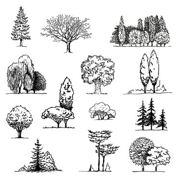 Trees sketch set, hand drawing graphic forest, isolated vector illustration, silhouette elements black and white
