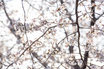 cherry trees spring 2019