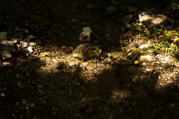 stream in the forest