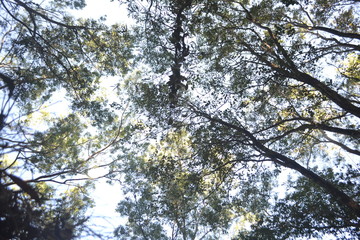 looking up, low angle shot, 