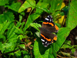 Red Admiral Butterfly or Vanessa atalanta on leaves close-up, selective focus, shallow DOF