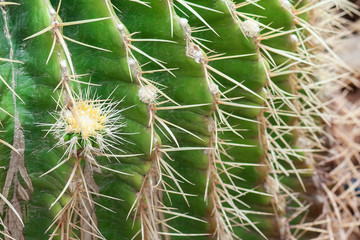 Spines of cactus close up.